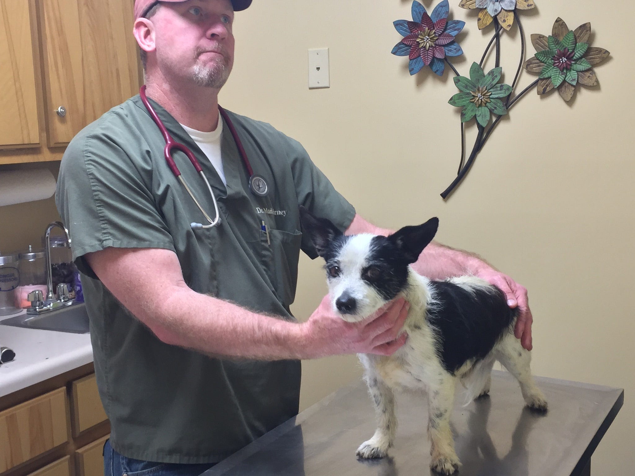 houston's ear cropping clinic